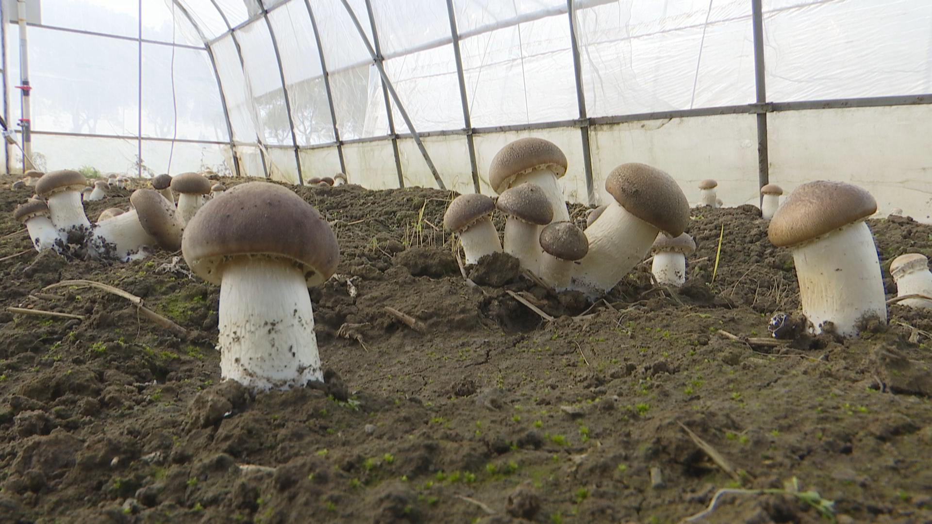 秸秆栽培大球盖菇生态经济一举多得