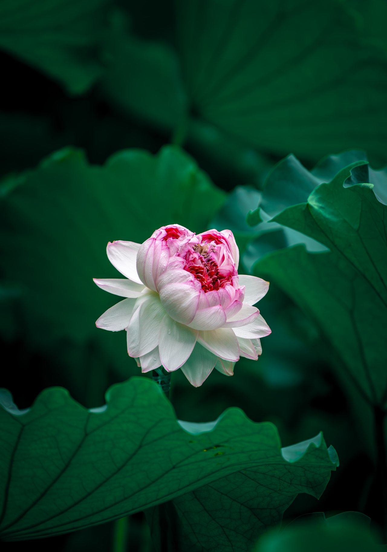 并蒂花开迎盛夏