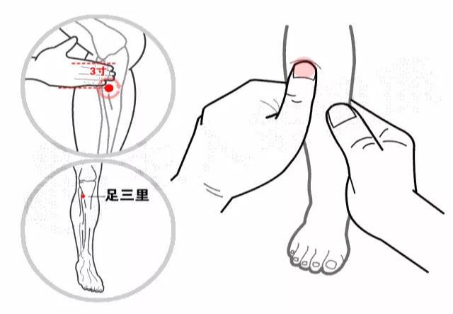 【中医知识】常按足三里,胜吃老母鸡