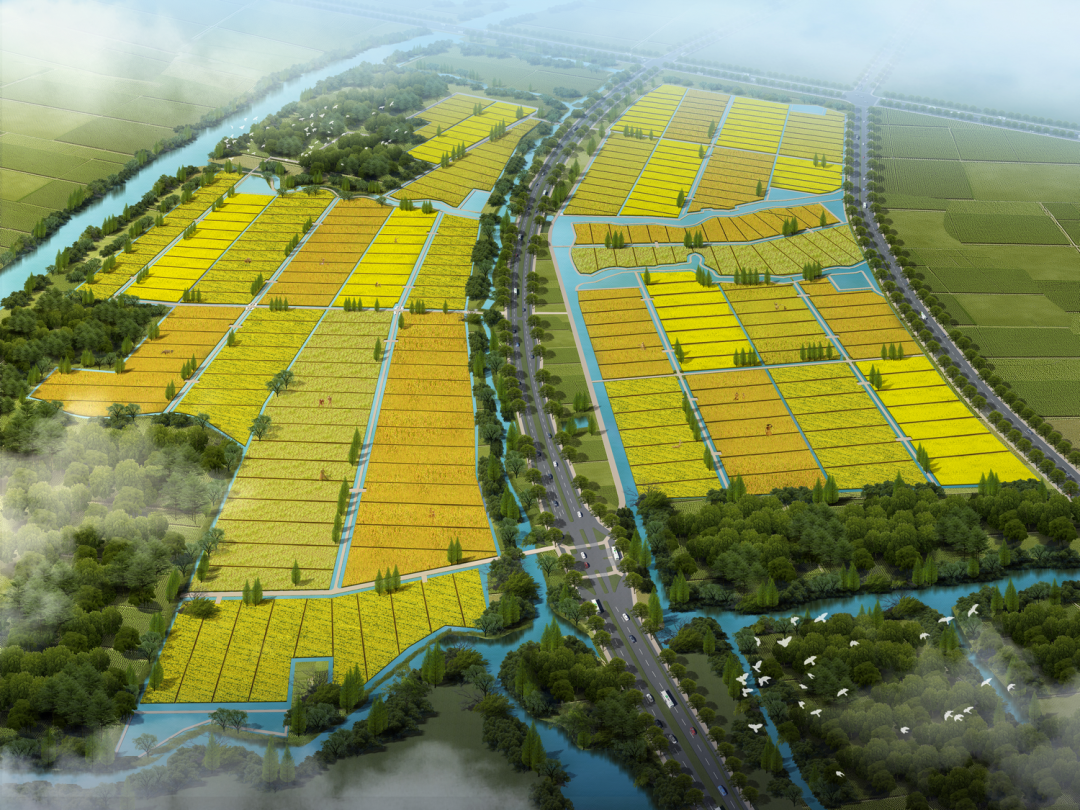 打造现代化农业典范!区主要领导调研东泾农田整治项目