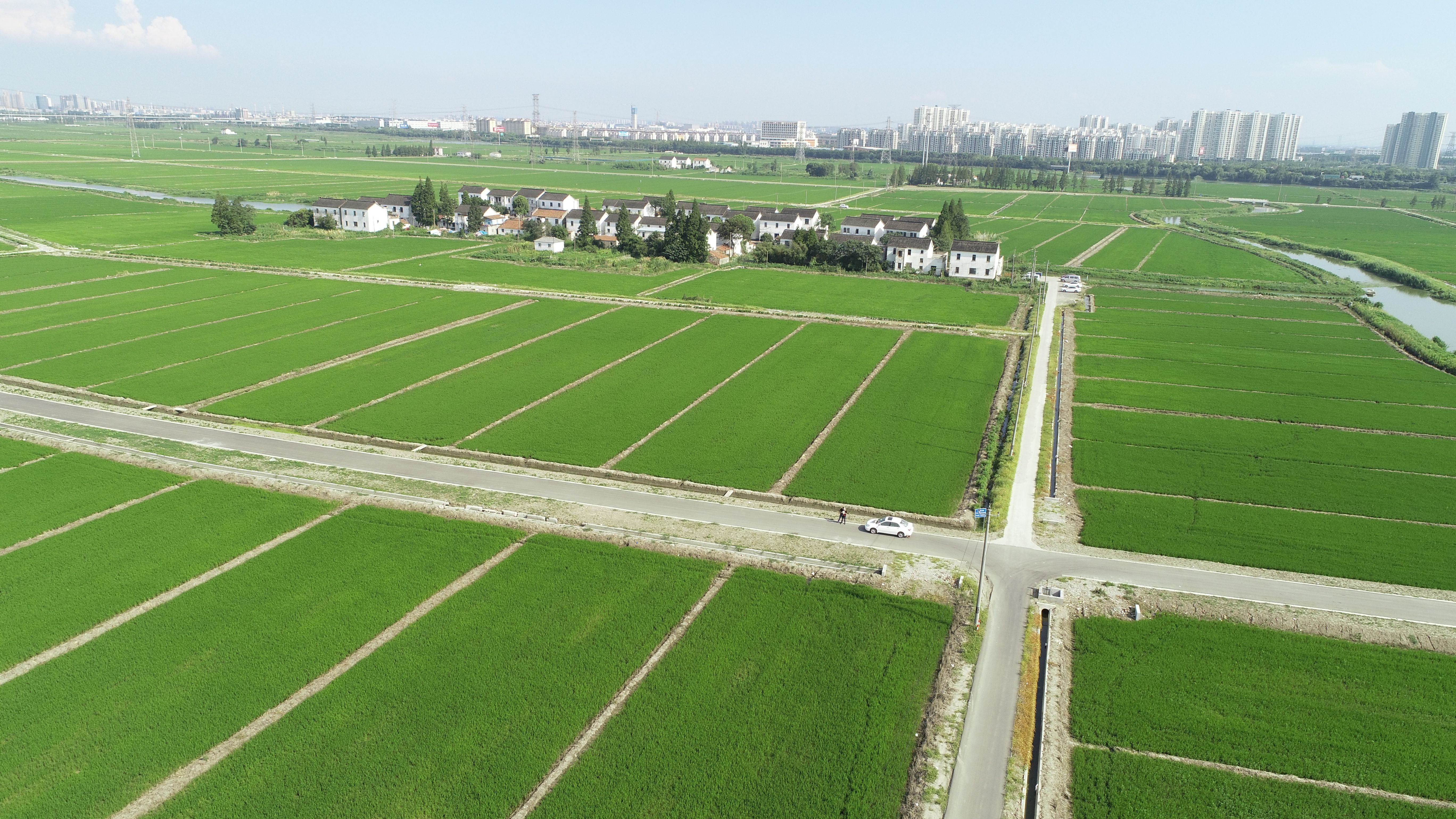 农田连片展现昆山农业农村新气象